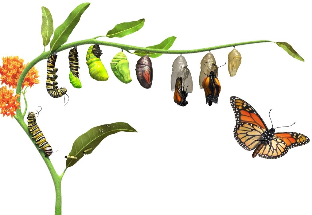 Blog About Butterfly Life Cycle