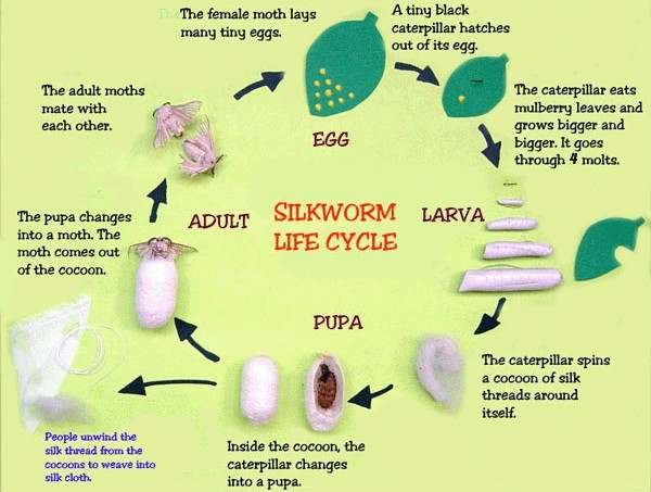 essay on life cycle of silkworm